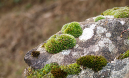Mousses et lichens sur roche