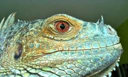 Œil d'iguane