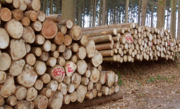 Exploitation de bois