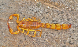 Le scorpion Androctonus australis