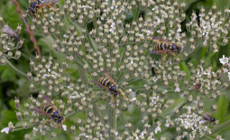 Insectes sur une ombelle