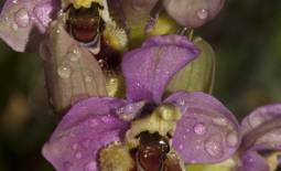 Photo d'Ophrys tenthredinifera dans son milieu