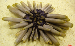 L'oursin Heterocentrotus sp.