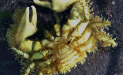 Un porcellane en vue ventrale