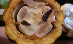 Coupe transversale d'une cabosse