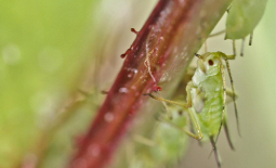 Puceron vert se nourrissant sur une branche de rosier