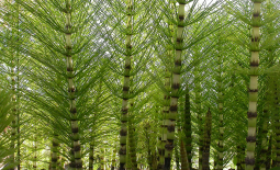 Une « forêt » de prêles