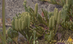 Un lycopode