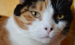 Calico cat female