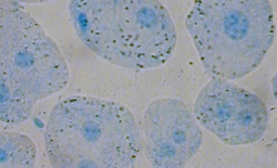 Hépatocyte de lapin coloré au bleu de méthylène, x800