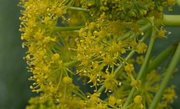 Fleurs en ombelle de la Férule