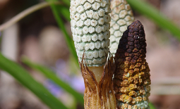 Tige fertile de prêle