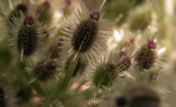 Infrutescence d'un pied de carotte