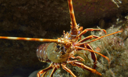 Langouste rouge, Palinurus elephas
