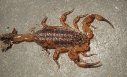 Isometrus maculatus