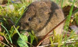 Microtus arvalis