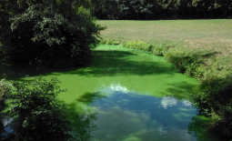 Prolifération algale dans un plan d'eau en Maine-et-Loire