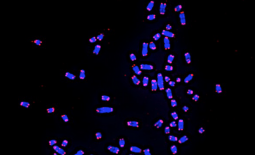 Caryotype du chien avec coloration FISH spécifique des télomères