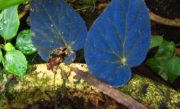Begonia pavonina