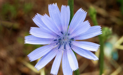 Inflorescence de chicorée