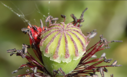 Passage de la fleur au fruit