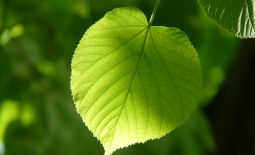 Feuille