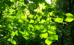 Feuilles