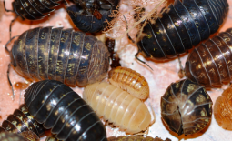 Cloporte Armadillidium vulgare