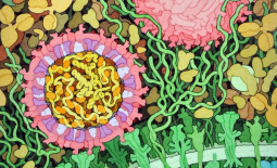 Structure du virus Zika
