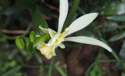 Fleur de vanille de Tahiti