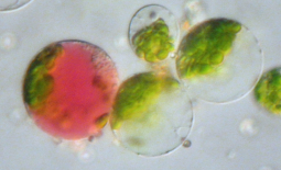 Fusion de protoplastes