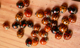 Harmonia axyridis