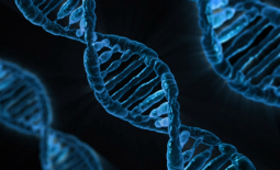 Molécule d'ADN (infographie)