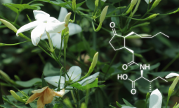 Jasminum officinale et molécule de jasmonoyl-isoleucine