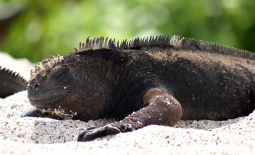 Mâle d’iguane marin (Amblyrhynchus cristatus) faisant du basking sur une plage de l’île San Cristobal