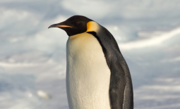 Manchot empereur, Aptenodytes forsteri