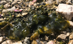 Cyanobactérie (famille des Nostocaceae), turgescence après la pluie