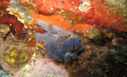 Oscarelle bleu-violet (Oscarella lobularis) et éponge encroûtante bleuâtre (Phorbas tenacior) en Méditerranée près de Banyuls