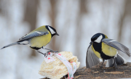 Parus major et nourriture