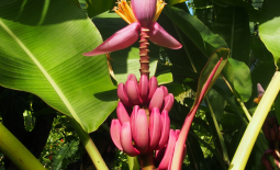 Régime de bananes roses