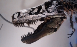 T. rex