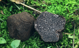 Tuber melanosporum - Truffe noire du Périgord