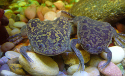 Xenopus laevis