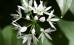 Inflorescence d'ail des ours