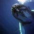 Baleine