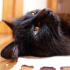 Chat noir