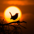 Oiseau et coucher de soleil
