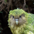 Kakapo