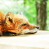 Renard endormi