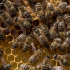 Des abeilles domestiques (Apis mellifera)